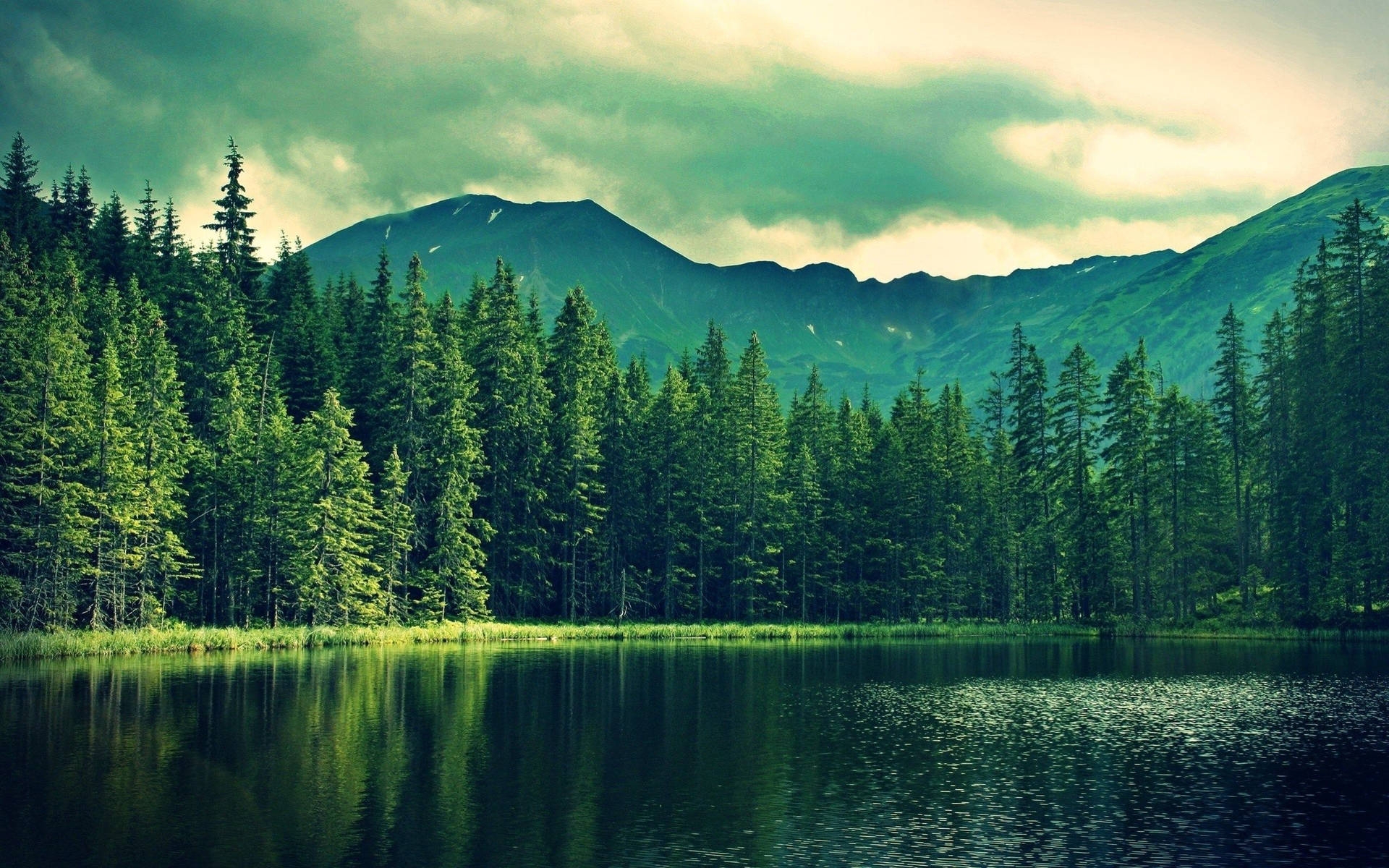 Outdoor Landscape Dense Forest Evergreen Forest Lake