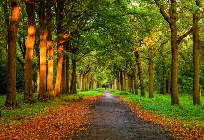 Wallpaper Vanishing Point Perspective Forest Path Mural