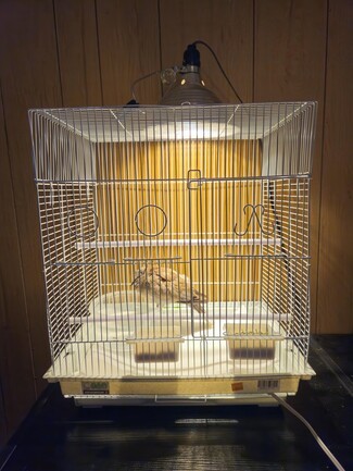 Bird Cage with Dome Heat Lamp and White Wire Bird Cage Ideas