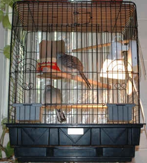 Bird Cage with Geometric Base and Black Wire Bird Cage Design