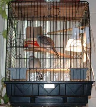 Bird Cage with Geometric Base and Black Wire Bird Cage Design
