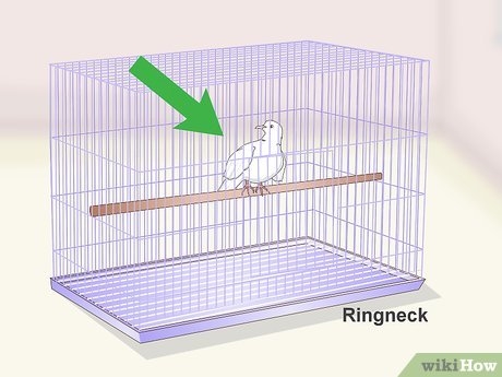Bird Cage with Lavender Wire for Lavender Wire Bird Cage Setup