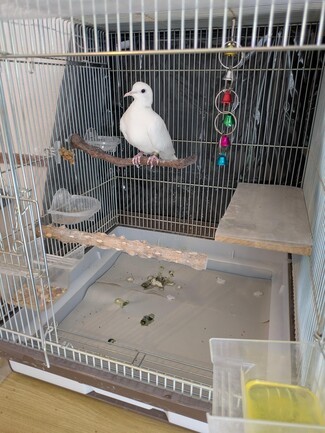 Bird Cage with Platform Shelf and Natural Wood Bird Perch