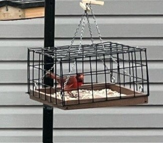Bird Feeder with Dove Guard and Wire Exclusion Cage Accessory