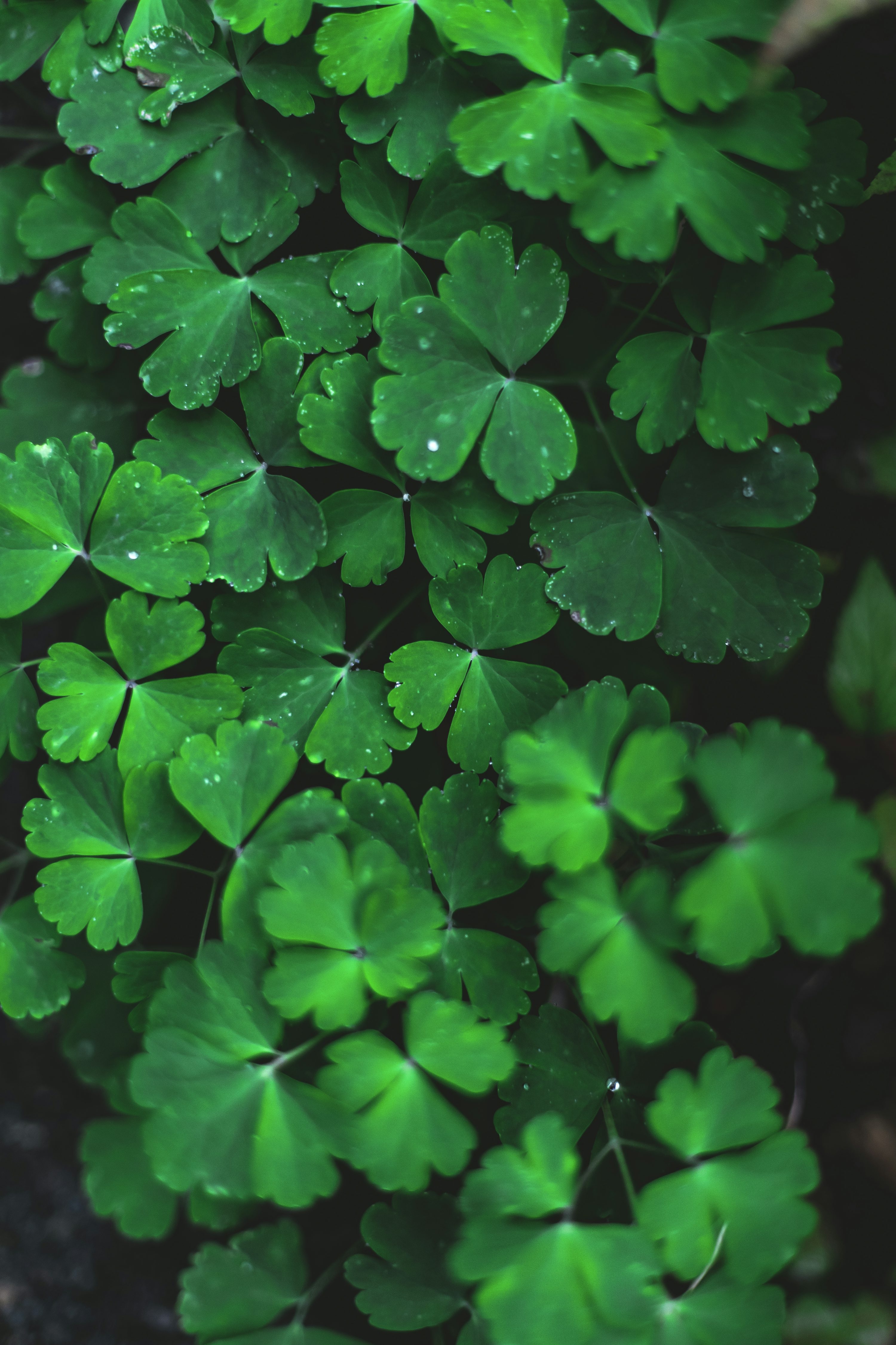 Botanical Greenery: Trifoliate Structure Heart Shaped Leaves