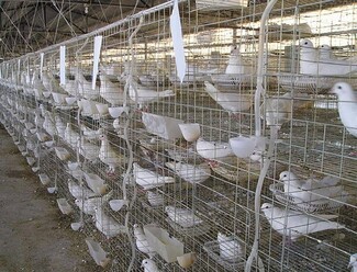 Breeding Cages with Vertical Stacking for Pigeon Breeding Cage System