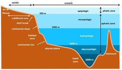 Educational Diagram: Depth Annotations Bathymetric Section