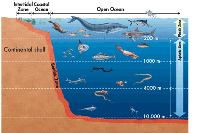 Educational Graphic: Benthic Zone Highlight Ocean Diagram