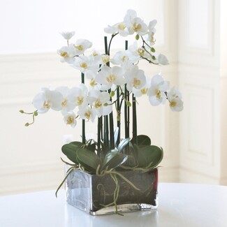 Floral Arrangement Square Glass Vase White Phalaenopsis Orchid