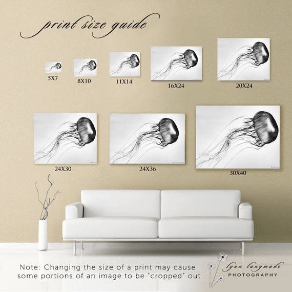 Jellyfish Wall Art Guide for Coastal Photography