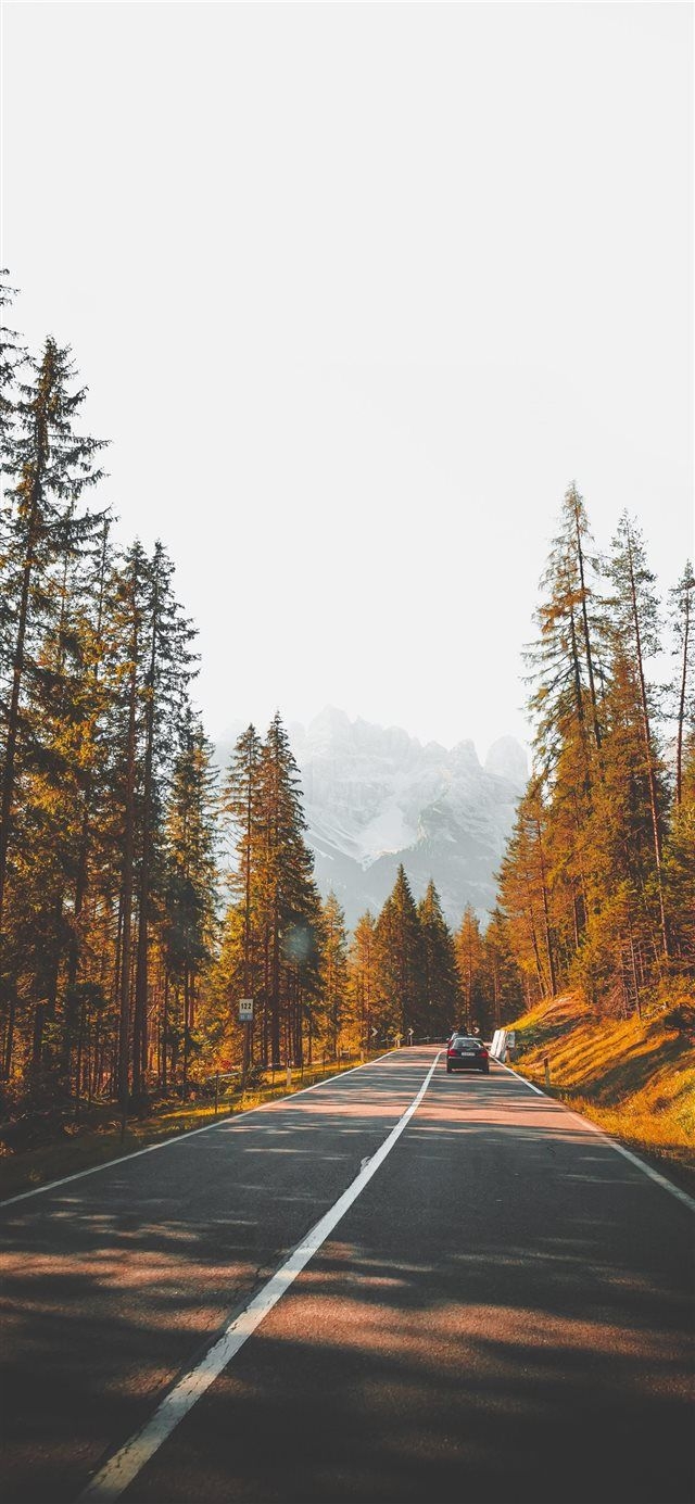 Mountain Road in Golden Autumn Light Alpine Forest Wall Mural