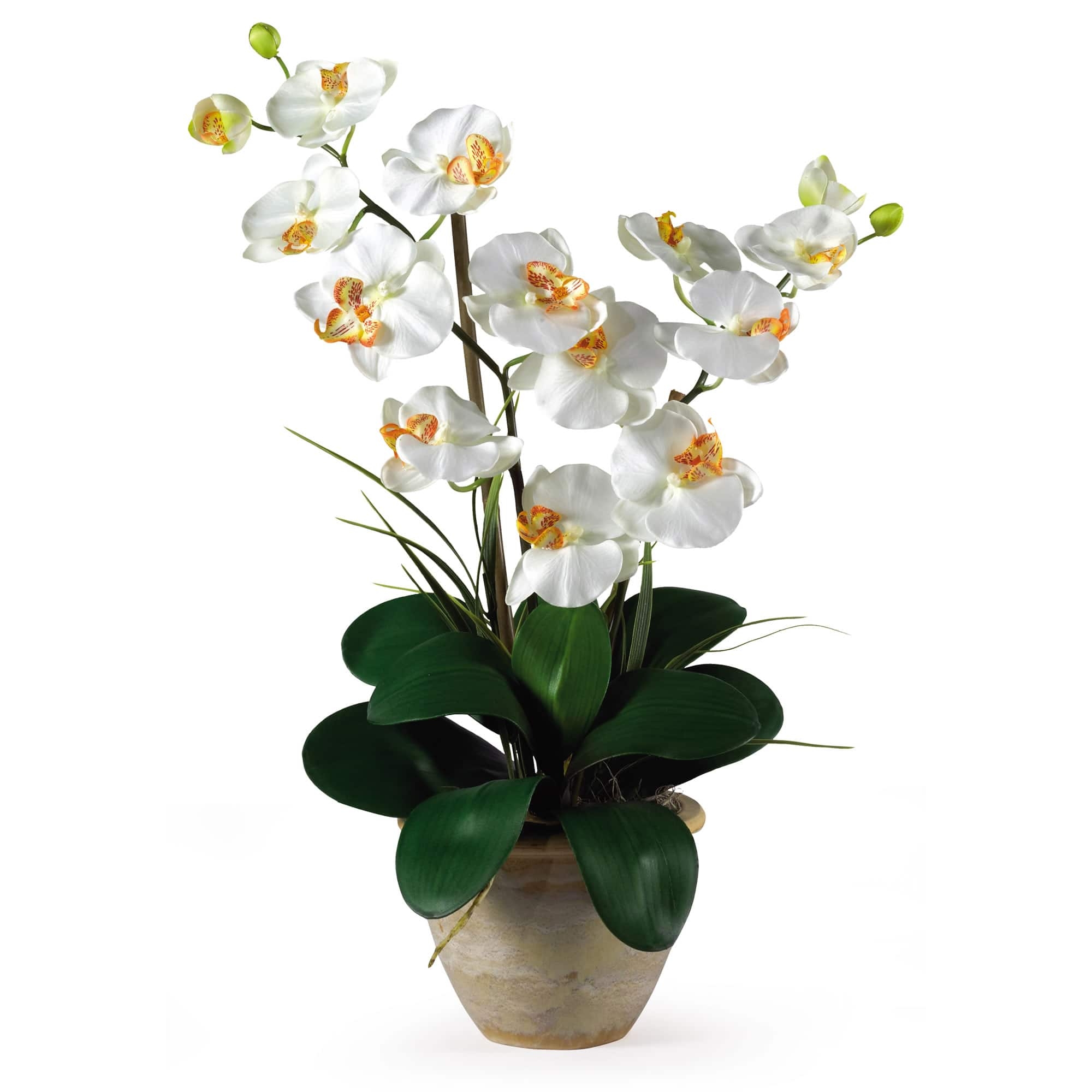Orchid Arrangement Mottled Ceramic Pot Double Stem Phalaenopsis