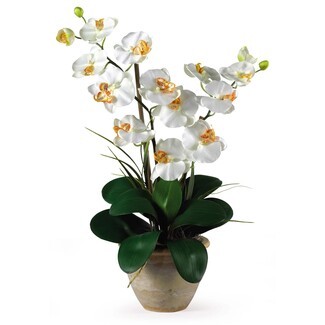 Orchid Arrangement Mottled Ceramic Pot Double Stem Phalaenopsis