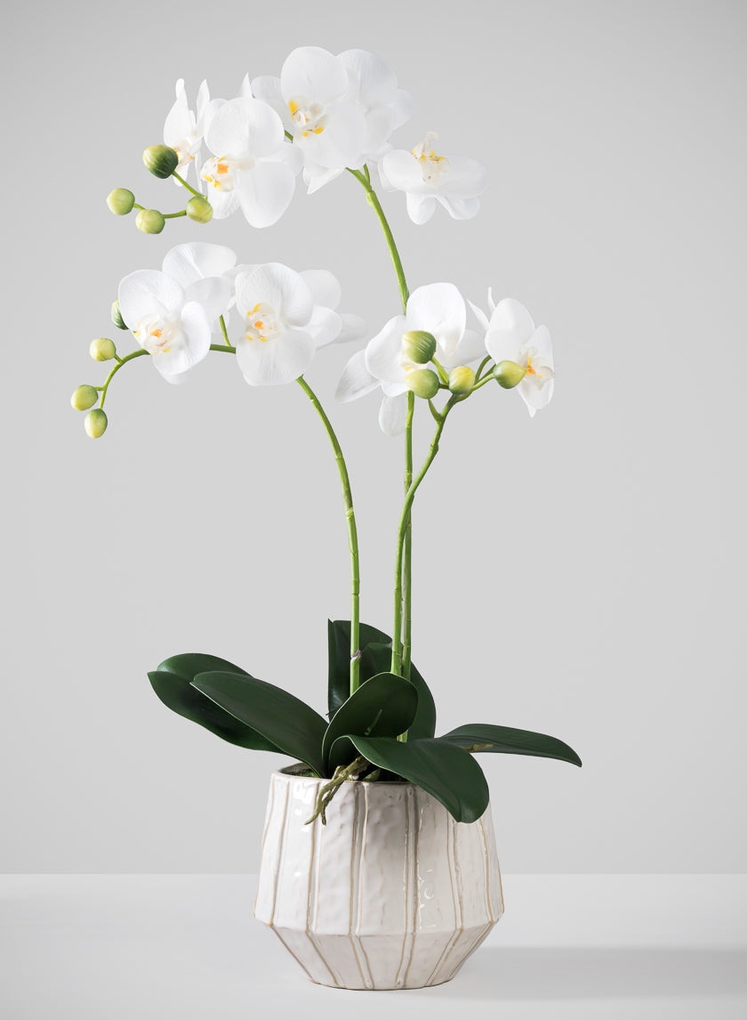 Orchid Planter Vertical Ribbed Pot Minimalist Tabletop Arrangement
