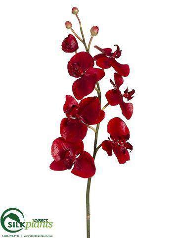 Orchid Spray Deep Crimson Blooms Terminal Buds Red Silk Branch