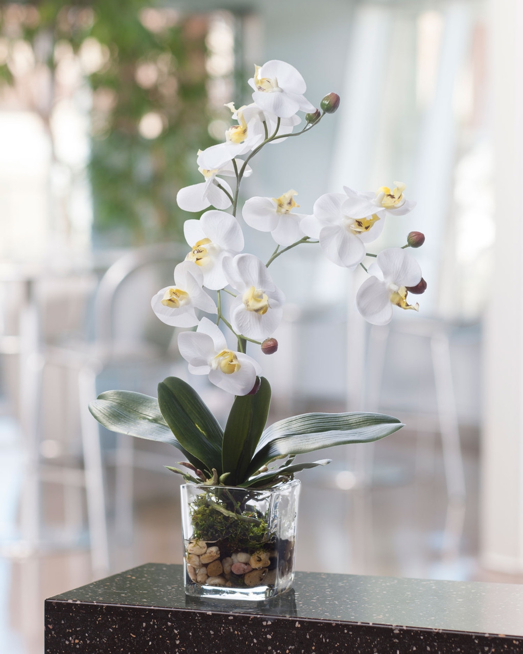 Phalaenopsis Orchid Vertical Stems Square Glass Vase Stone Base