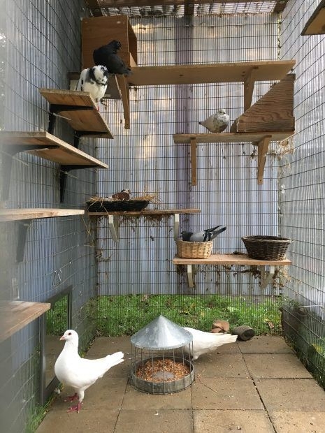 Pigeon Aviary with Staggered Height Perches for DIY Pigeon Aviary