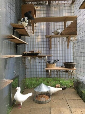Pigeon Aviary with Staggered Height Perches for DIY Pigeon Aviary