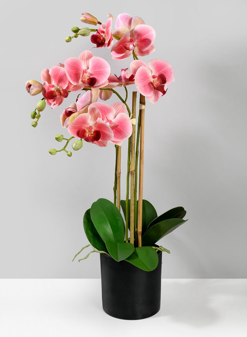 Potted Orchid Pink Phalaenopsis Matte Black Pot Modern Centerpiece