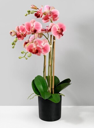 Potted Orchid Pink Phalaenopsis Matte Black Pot Modern Centerpiece