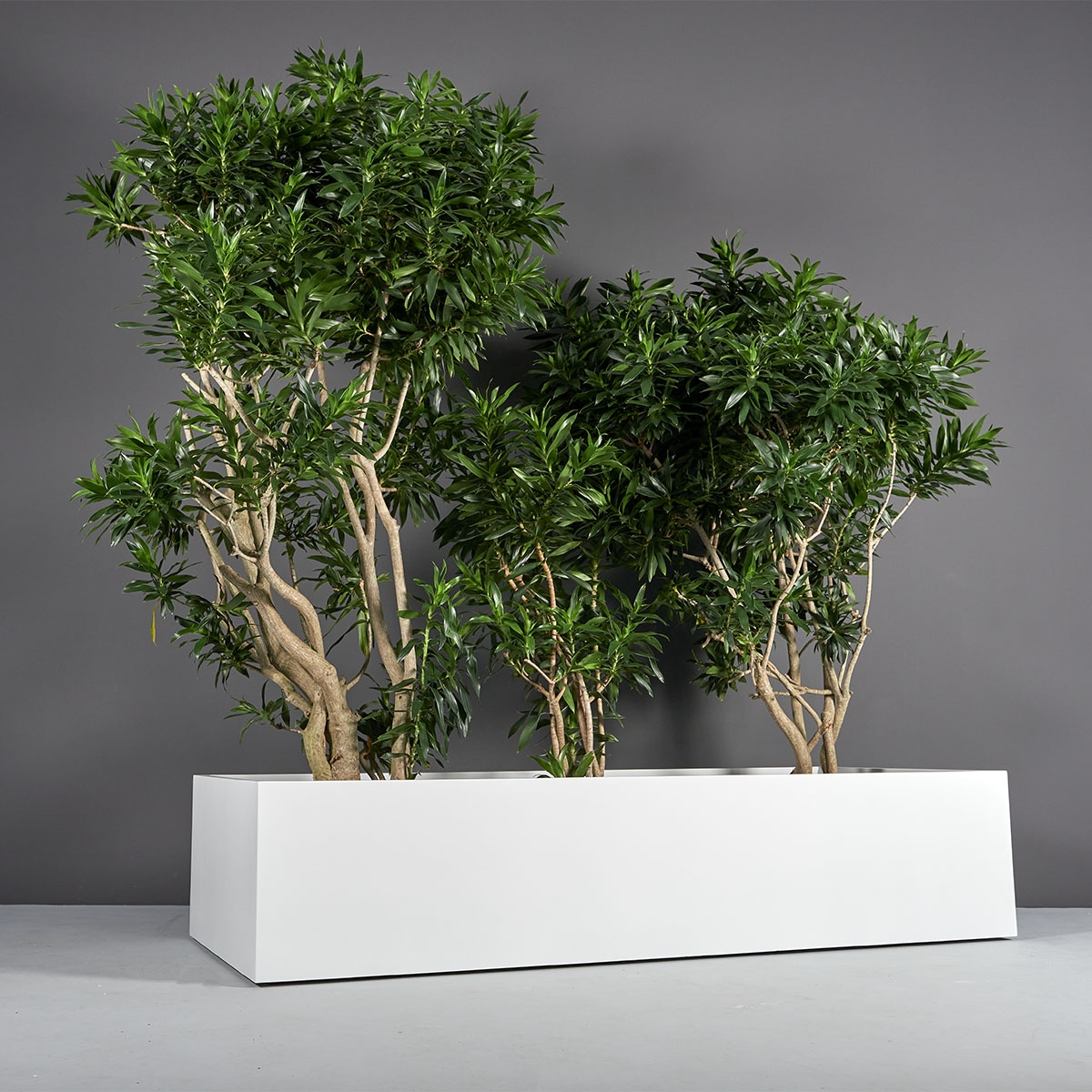 Rectangular Planter Extra Wide Low Profile Seamless Finish