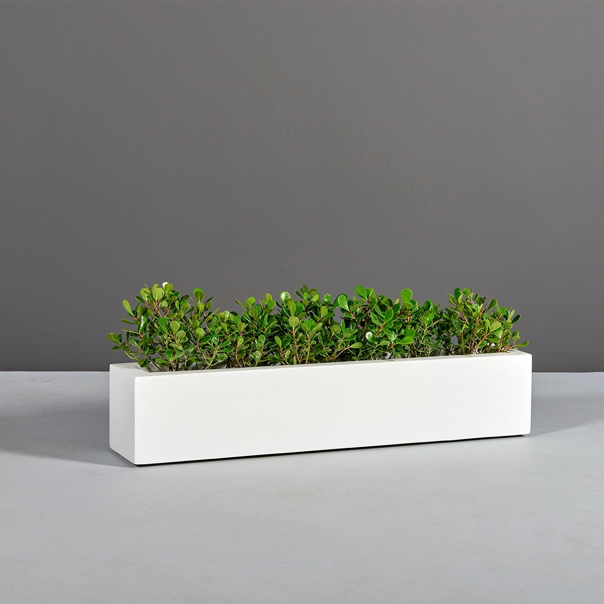 Rectangular Planter Low Profile Linear Form White Tabletop