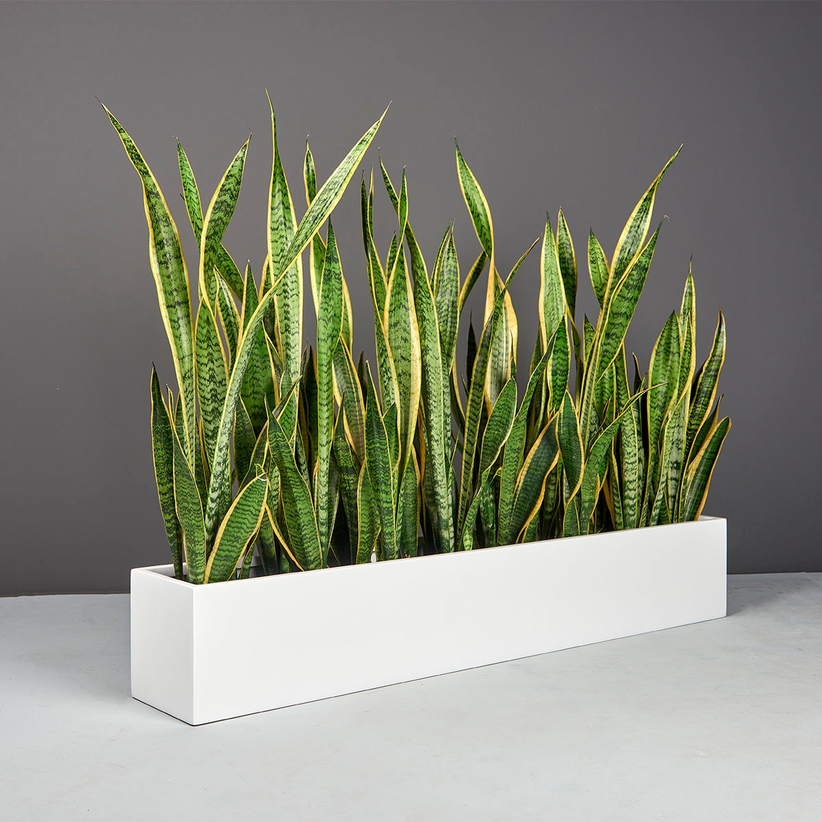 Rectangular Indoor Planter