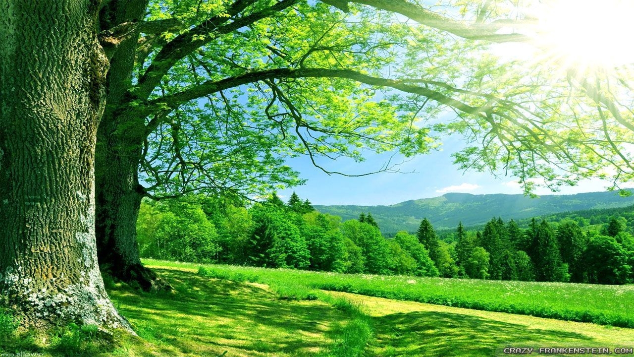 Scenic Wallpaper featuring Sunlight Flare Summer Landscape Mural