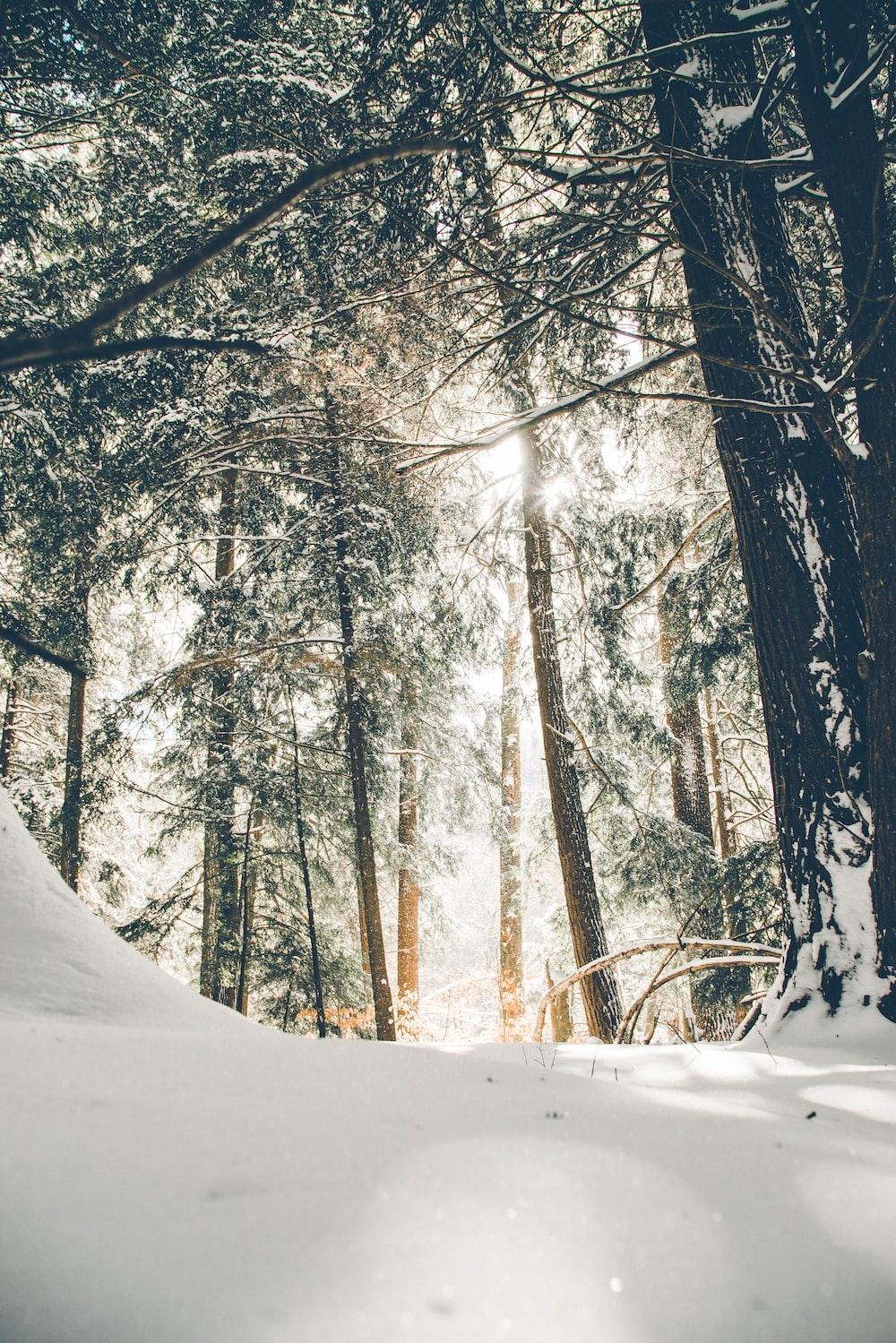 Snowy Forest with Sun Flare Sunlit Snowy Woods Backdrop