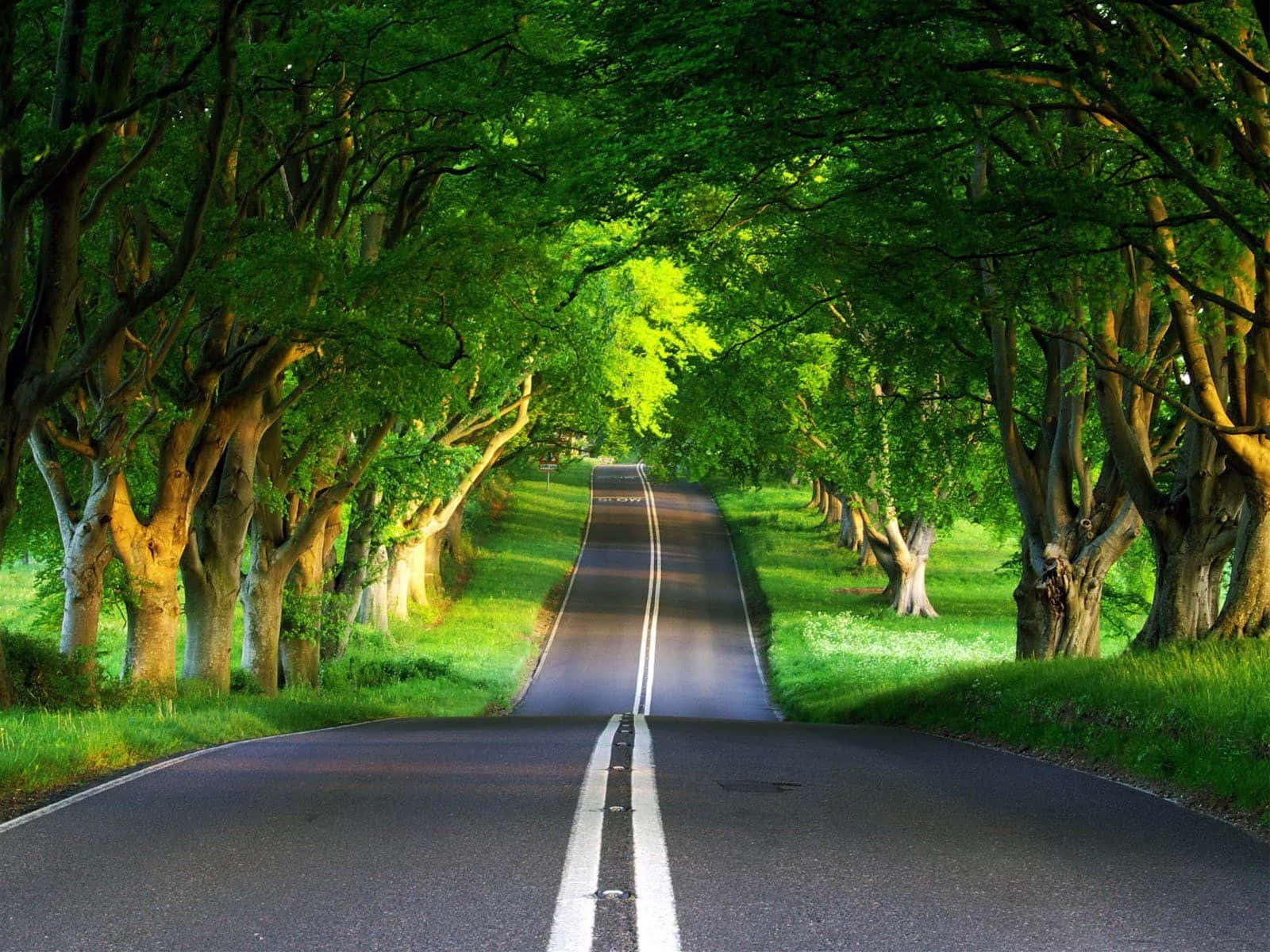 Tree Lined Road: Arched Canopy Scenic Tree Tunnel Road