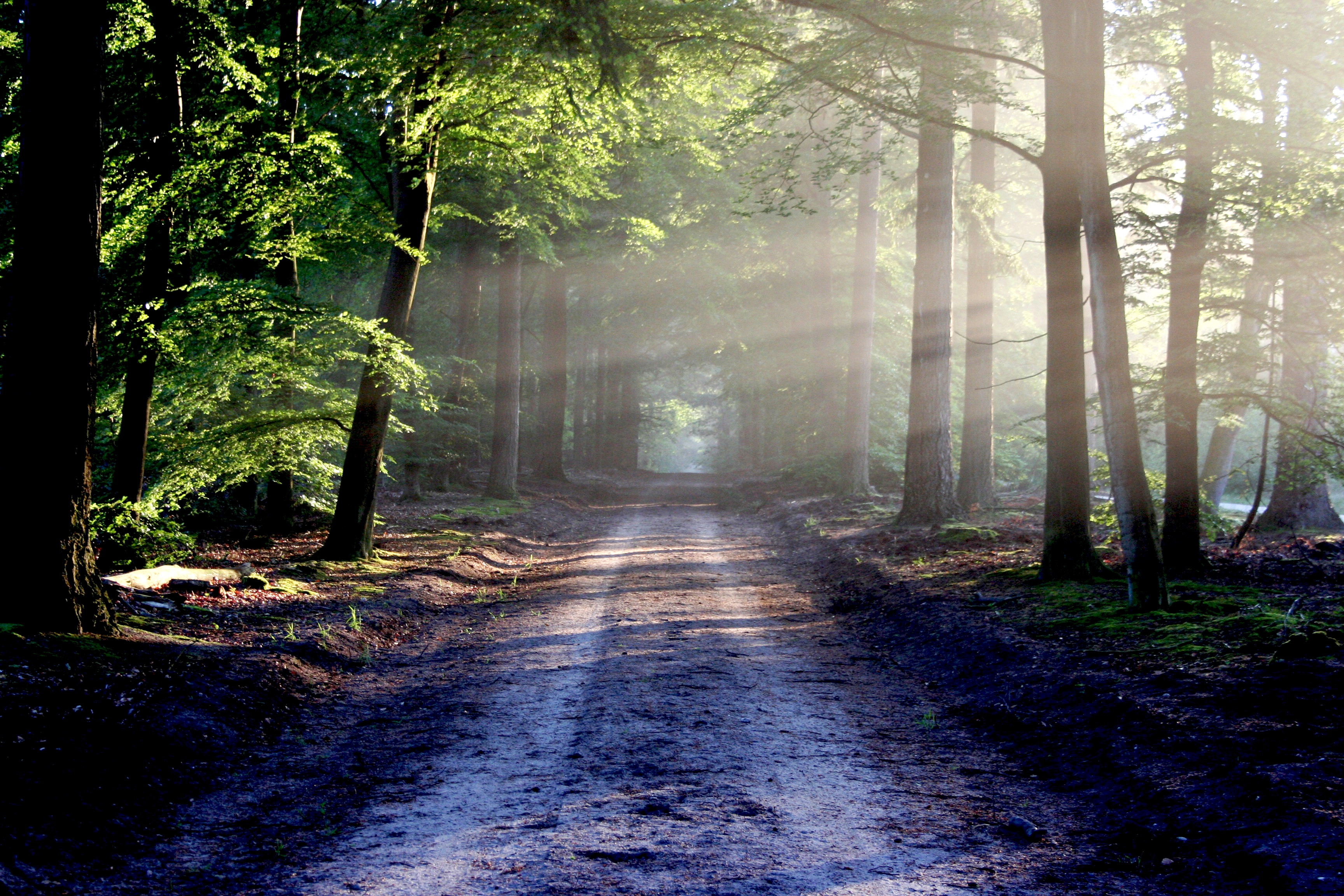 Wall Mural with Sunbeams Sun-Drenched Forest Path Mural