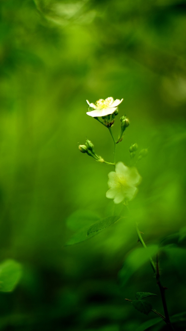 Wildflower: Lime Green Backdrop Thorny Stem Macro Photo Art