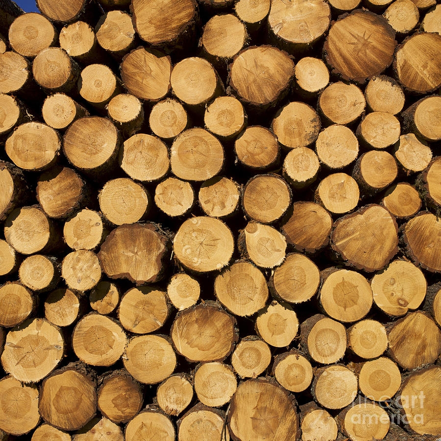Wood Logs Concentric Rings Stacked Arrangement Log Pile