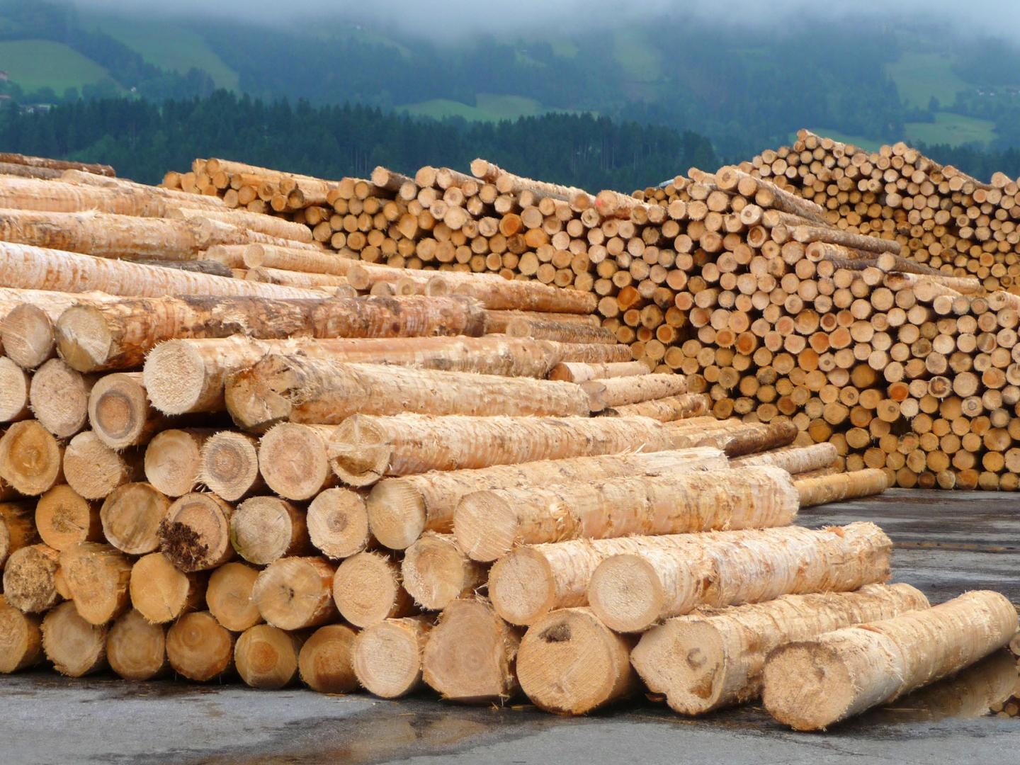 Wood Logs Raw Edges Concentric Rings Stacked Lumber Aesthetic