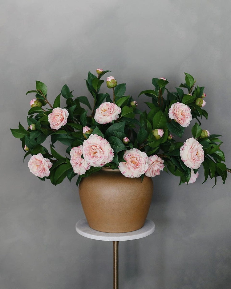 Camellia Arrangement in Bulbous Vase and Variegated Pink Camellias