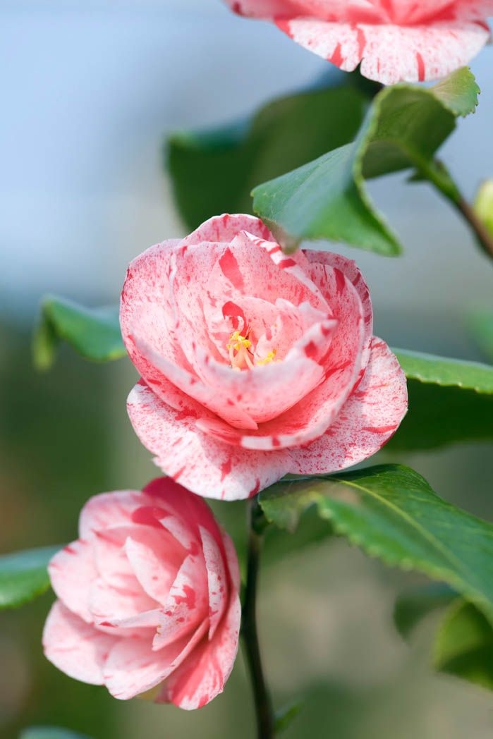 Camellia Flower with Mottled Pink Pattern and Cottage Garden Florals