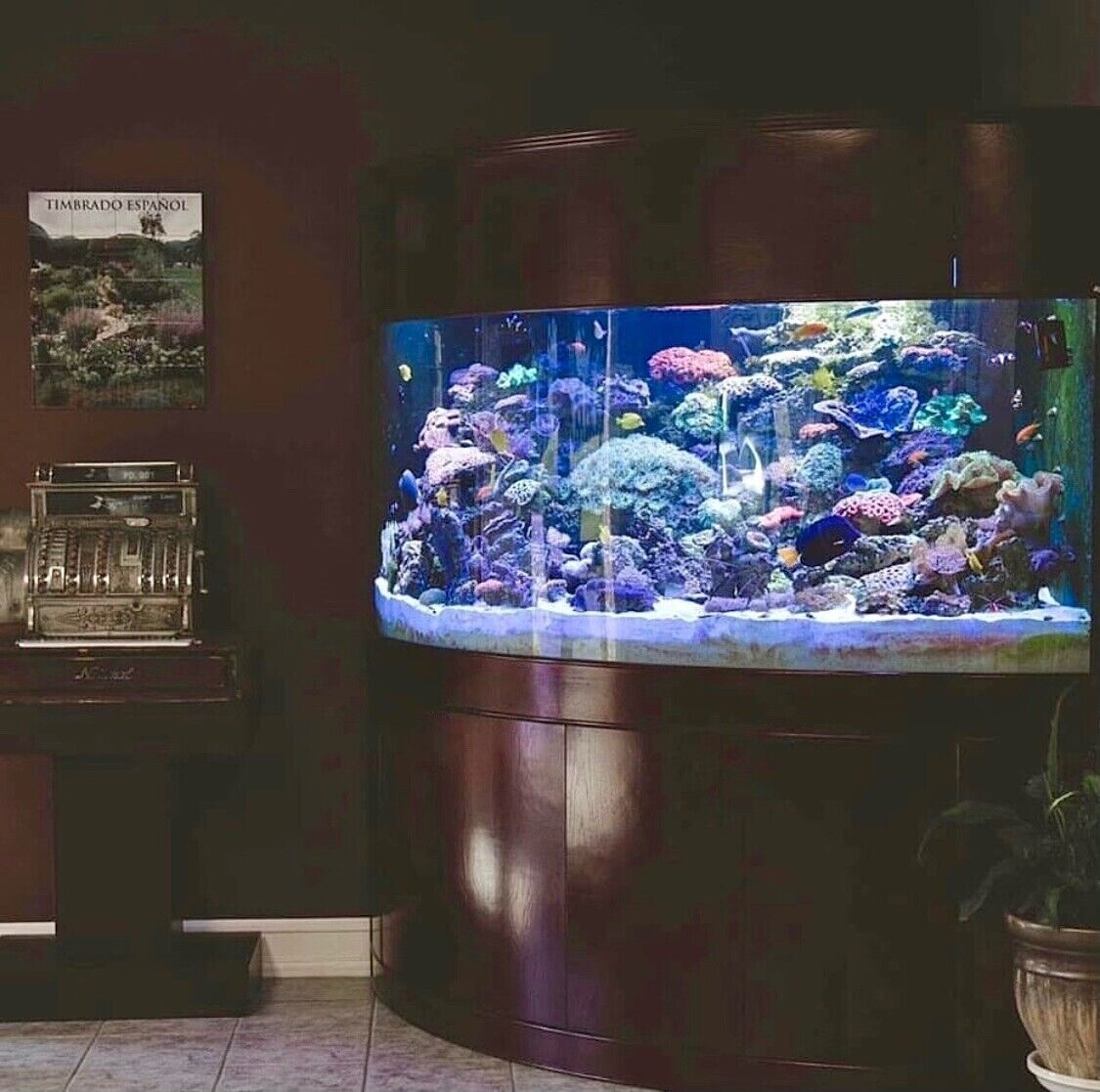 Corner Aquarium Dark Cherry Quarter Cylinder Reef Ready