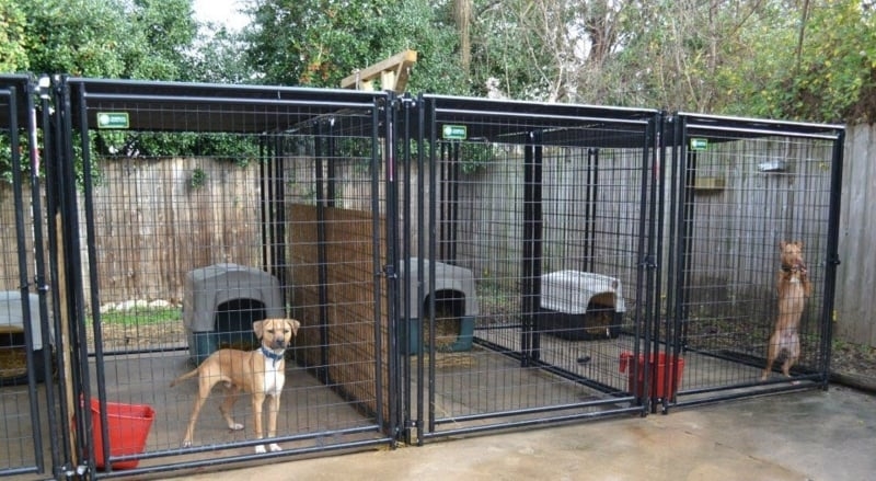 Dog Kennel Run: Modular Side-by-Side Heavy Duty Mesh