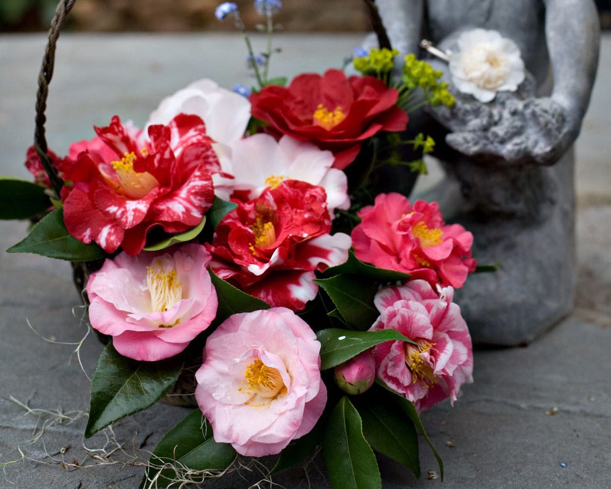 Flower Arrangement with Braided Basket Handle and Camellia Basket