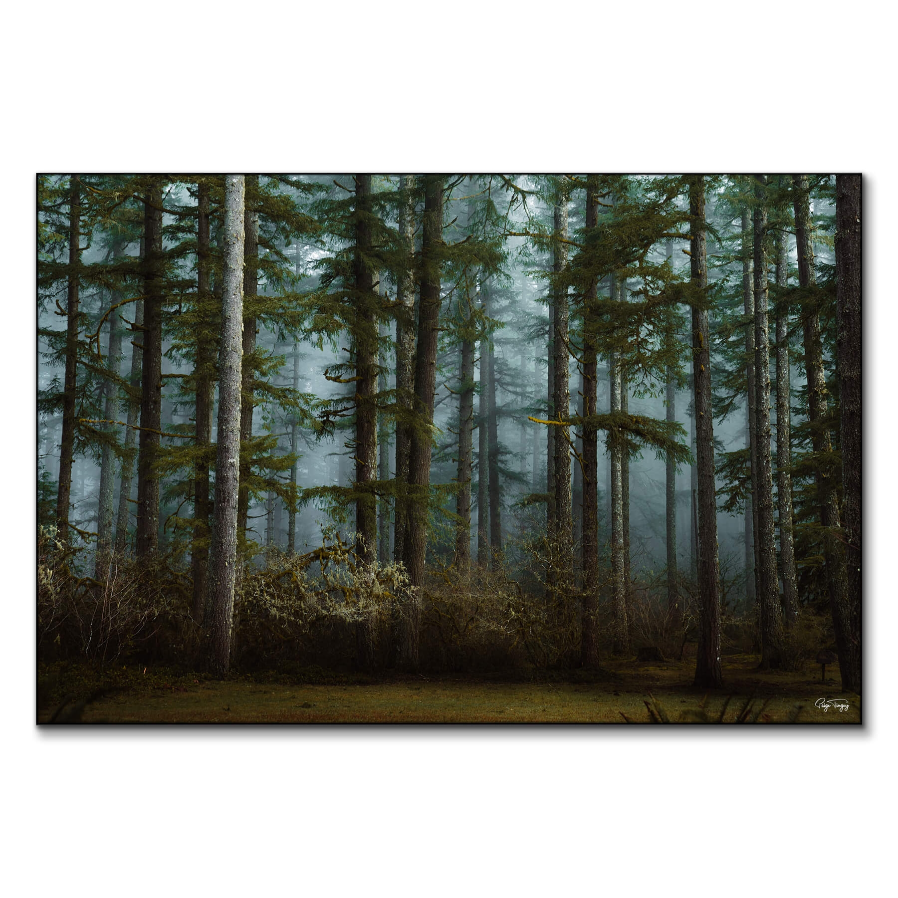 Wall Art: Vertical Tree Trunks Foggy Pine Forest Decor