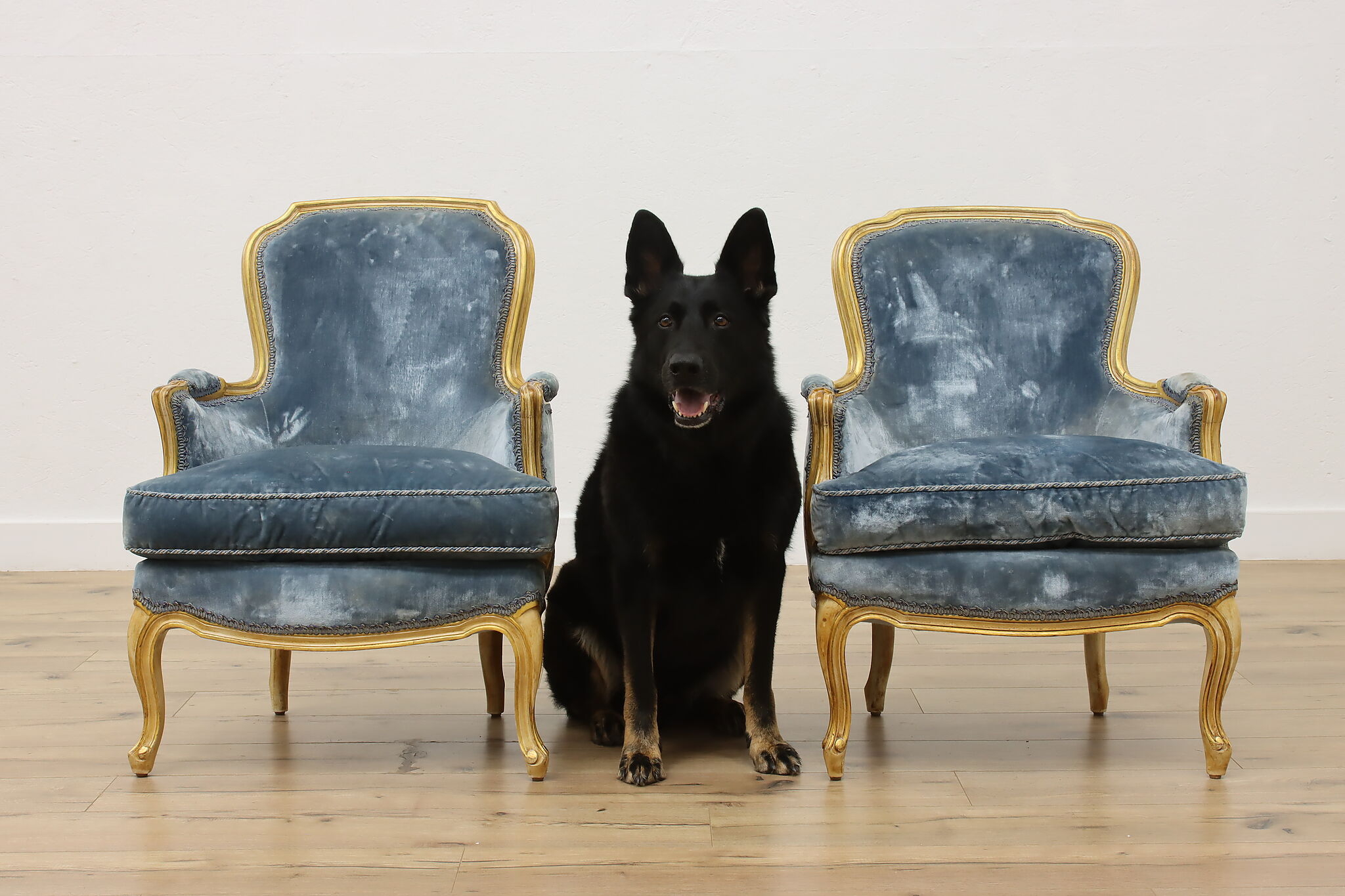 Accent Chair: Gold Gilt Frame Dusty Blue Velvet Chairs