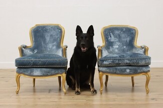 Accent Chair: Gold Gilt Frame Dusty Blue Velvet Chairs
