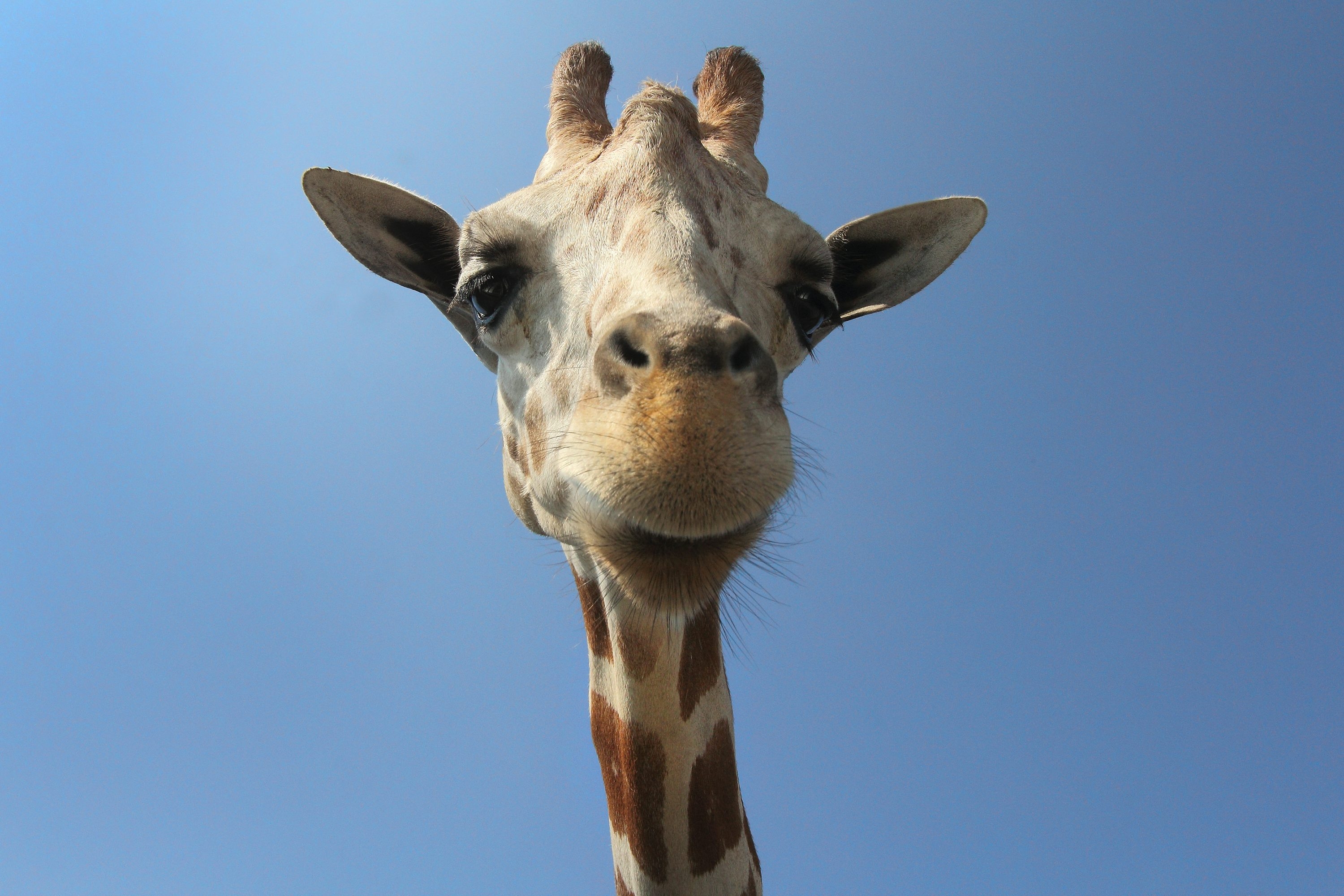 Animal Portrait with Worm Eye Perspective for Low Angle Giraffe Portrait