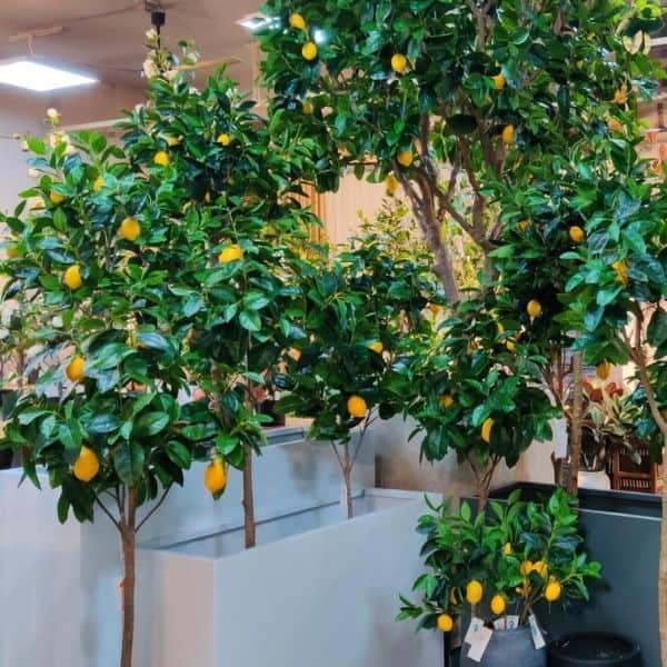 Artificial Lemon Tree Rectangular Planter Commercial Indoor Faux Plants
