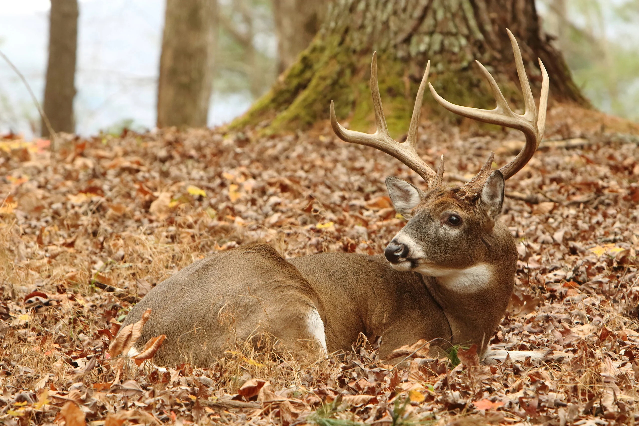 Autumn Forest Scene: Tawny Brown Antler Structure in Leaves