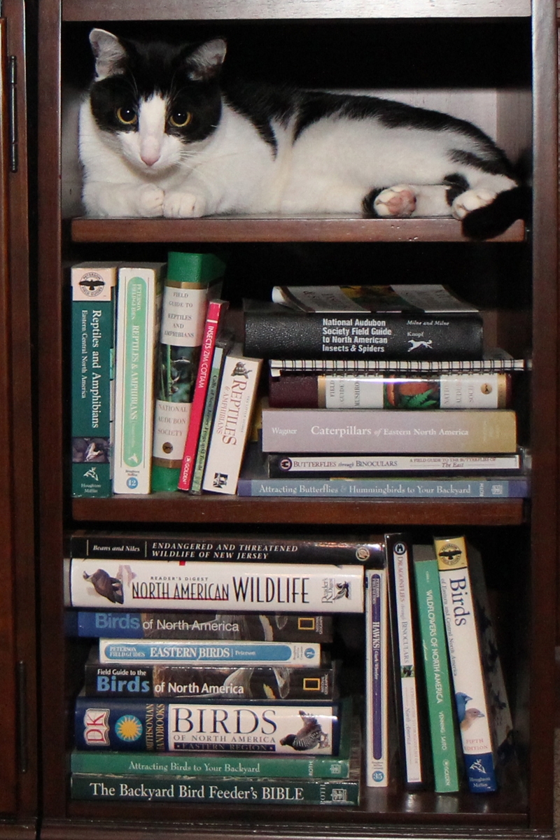 Bookcase with Nature Book Collection: Walnut Stacking