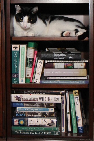 Bookcase with Nature Book Collection: Walnut Stacking