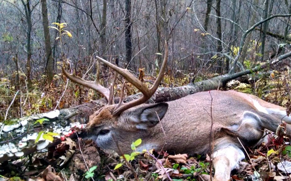 Buck Deer: Weathered Log and Unique Shelf Fungi Habitat Detail