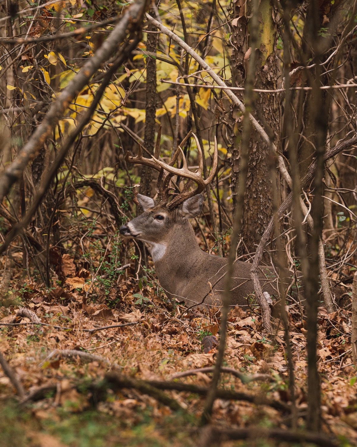 Deer Buck: Biophilic Camouflage Design and Multi Point Rack