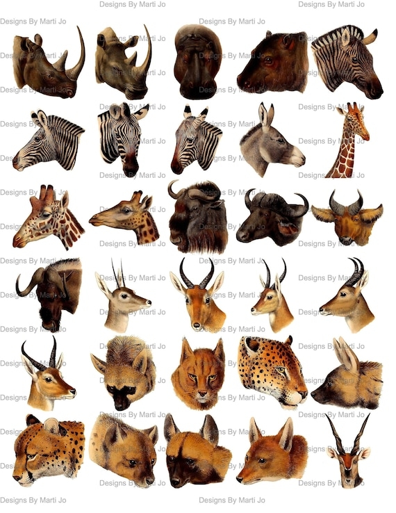 Animal Heads